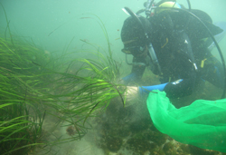 collecting eelgrass for transplant